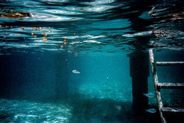 Underwater scene showing a metal ladder leading into the sea with small fish swimming nearby and the wavy water surface visible above.