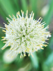 Blooming onion Allium Fistulosum close up