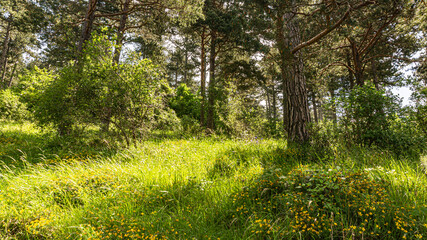 Walking through the middle of a forest in northern Spain