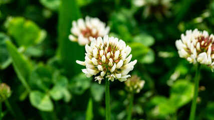 White clover in a forest in northern Spain