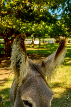 A close-up of a friendly-looking donkey with alert ears facing the camera in a sunny, green pasture.