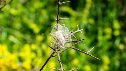 Caterpillar tissue in a forest in northern Spain