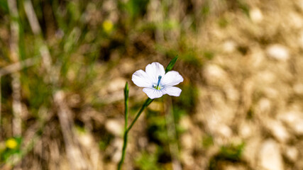 White flower in a forest in northern Spain