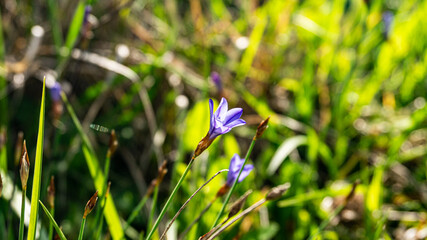 Aphyllanthes in a forest in northern Spain