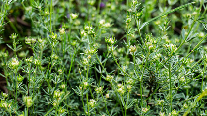 Galium anisophyllon in a forest in northern Spain