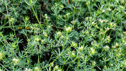 Galium anisophyllon in a forest in northern Spain