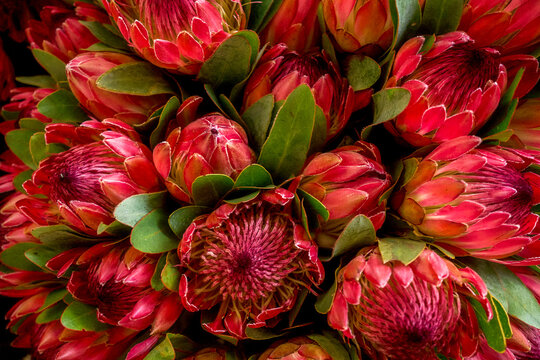 A vibrant collection of red and green protea flowers, clustered tightly together, showcasing their intricate petal patterns and lush foliage.