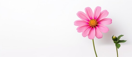 Beautiful Shocking Pink Flower. Creative banner. Copyspace image
