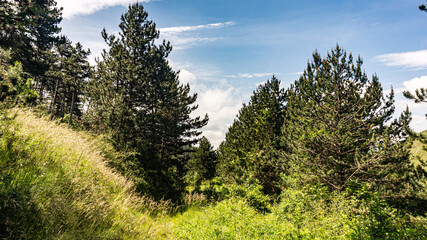 Walking through the middle of a forest in northern Spain