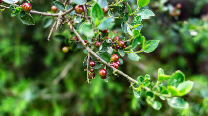 Mediterranean buckthorn in a forest in northern Spain