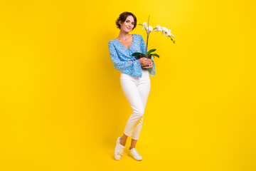Full length photo of good mood cute woman dressed print blouse white trousers hold plant in office isolated on yellow color background