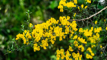 Gorse flower in a forest in northern Spain