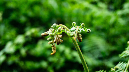Fern in a forest in northern Spain