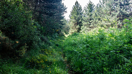 Walking through the middle of a forest in northern Spain