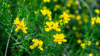 Gorse flower in a forest in northern Spain