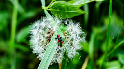 Red seed bug on a dandelion in a forest in northern Spain