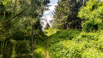 Obraz premium Walking through the middle of a forest in northern Spain