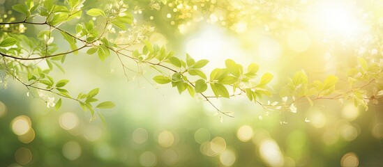 Fototapeta premium Beautiful blurry soft gold sparkling sunlight bursting through green spring defocused branches of old green trees growing outside sunrays beams. Creative banner. Copyspace image