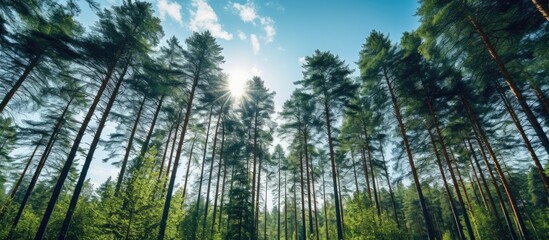 Fototapeta premium tall trees under sunny sky. Creative banner. Copyspace image
