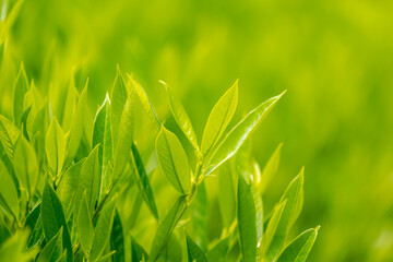 Selective focus young soft peaks of green leaves, Prunus laurocerasus in garden with warm sunlight in afternoon, Cherry laurel is an evergreen species of cherry, Nature pattern, Greenery background.