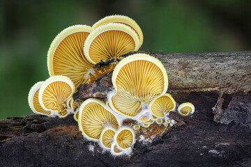 Close up shot of amazing orange oyster mushroom with green blurred background