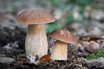 Detail shot of two amazing edible mushroom Boletus reticulatus