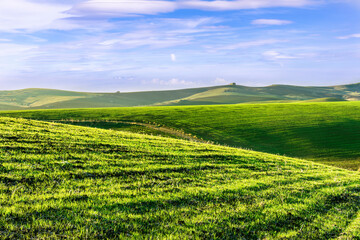 green field in countryside farm at sunset in evening light. beautiful spring landscape in hills....