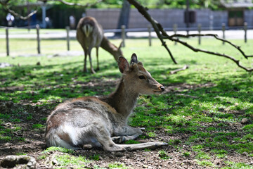 奈良公園の鹿