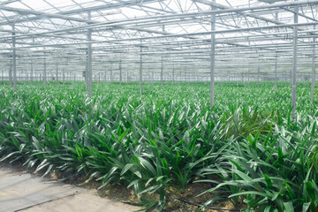 Greenhouse Netherlands Holland Westland Factory Harvest