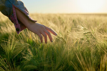 A young woman hand gently touching the tips of green wheat in a field during golden hour, with sunlight casting warm tones over the scene.
