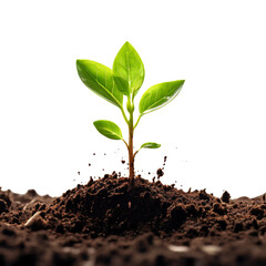 a plant sprout emerges from soil, isolated on a pristine white background