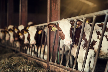Cattle farm, gate and cow pen in barn for dairy animals, sustainable agriculture and beef...