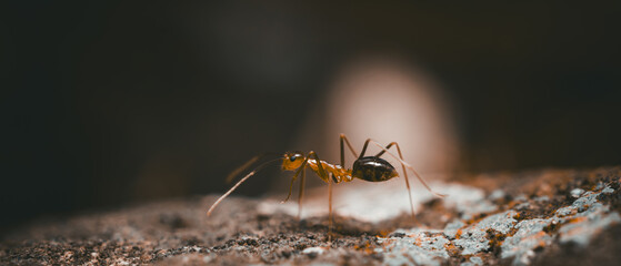 Close-up view of ants on a surface. Wallpaper 21:9