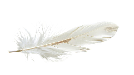 Obraz premium White bird feather