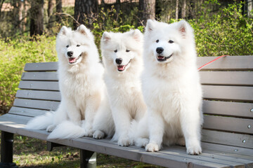 Samoyed White dogs are sitting on a bench
