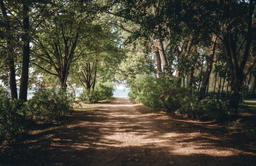 Fototapeta premium A dirt road in the forest. Way in the park. Picturesque alley. Beauty in nature. Hiking travel. Woodland landscape. A scenic trip. No people. Summer backdrop. Natural background. Beautiful wallpaper