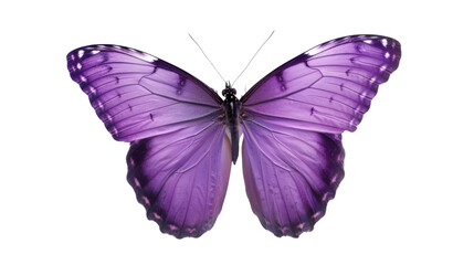 Obraz premium Violet butterfly