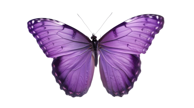 Violet butterfly
