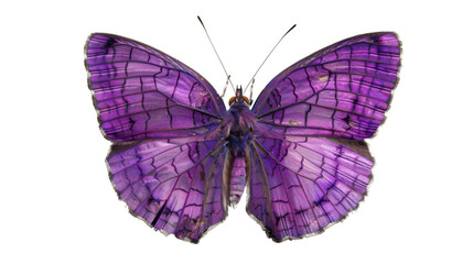 Violet butterfly