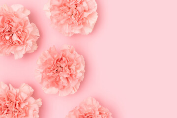 Carnation flowers scattered on a pink background. Monochrome concept.