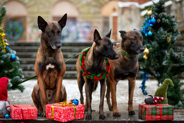 Malinois stand between decorated Christmas trees with gifts and gnomes against the backdrop of an...