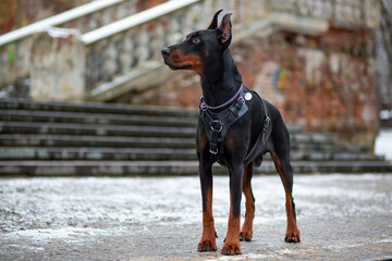 Portrait of a handsome male Doberman Pinscher in a leather harness against the background of an old staircase in a city park