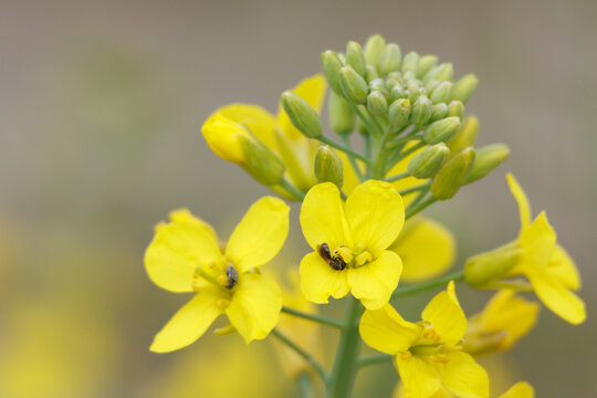 Flores y brotes de r&uacute;cula, Diplotaxis tenuifolia, con peque&ntilde;a abeja alimentandose, Beniarres, Espa&ntilde;a