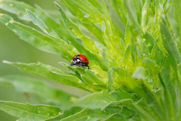 Mariquita de siete puntos (Coccinella septempunctata) sobre hojas verdes, Beniarres, España