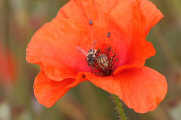 Abeja de pantalones (dasypoda hirtipes) en amapola papaver dubium, Beniarres, España