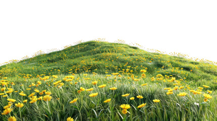 Hill Blooming with Flowers in Spring