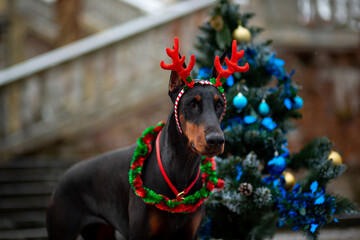 Doberman Pinscher in deer antlers standing between decorated Christmas trees  against the backdrop...