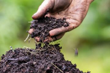 regenerative organic farmer, taking soil samples and looking at plant growth in a farm. practicing sustainable agriculture in australia