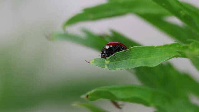 Mariquita de siete puntos, Coccinella septempunctata, haciendo un giro de 180 grados sobre hoja de planta, Beniarres, Espa&ntilde;a