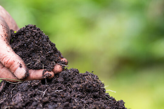 farmer wearing blue shirt and jeans, farmer holding soil, doing soil tests in a home laboratory. Looking at soil life and health